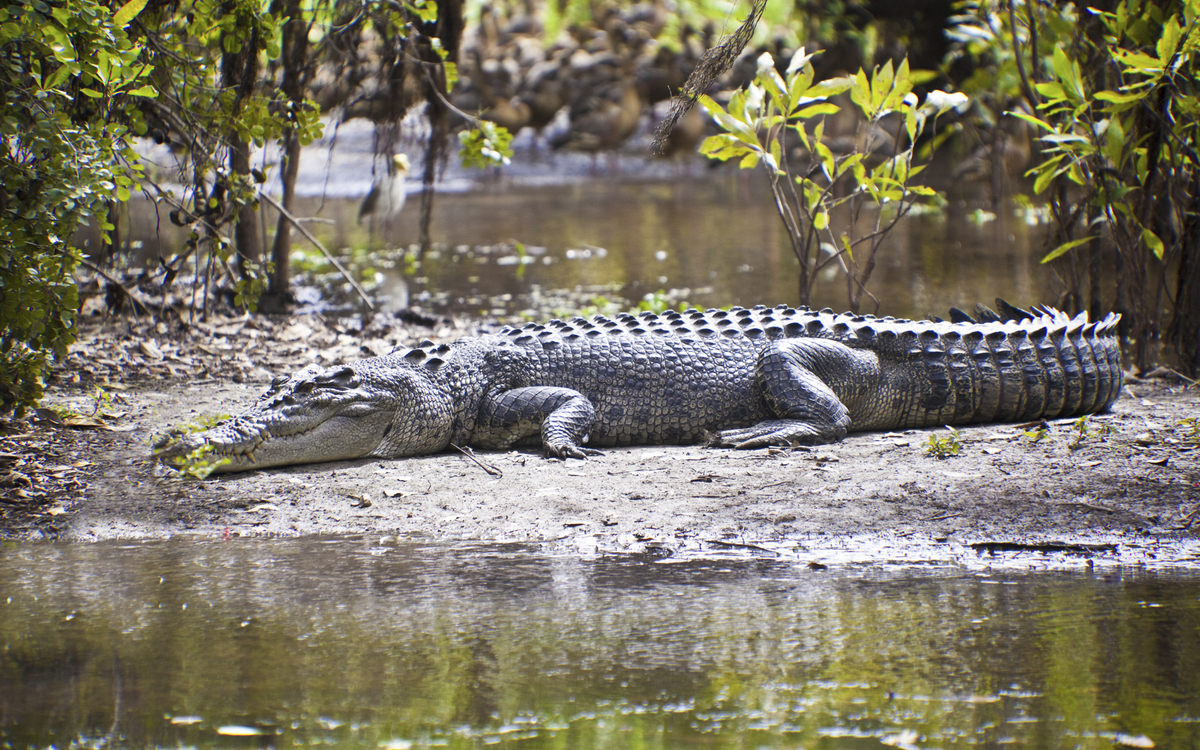 Australisches Salzwasserkrokodil