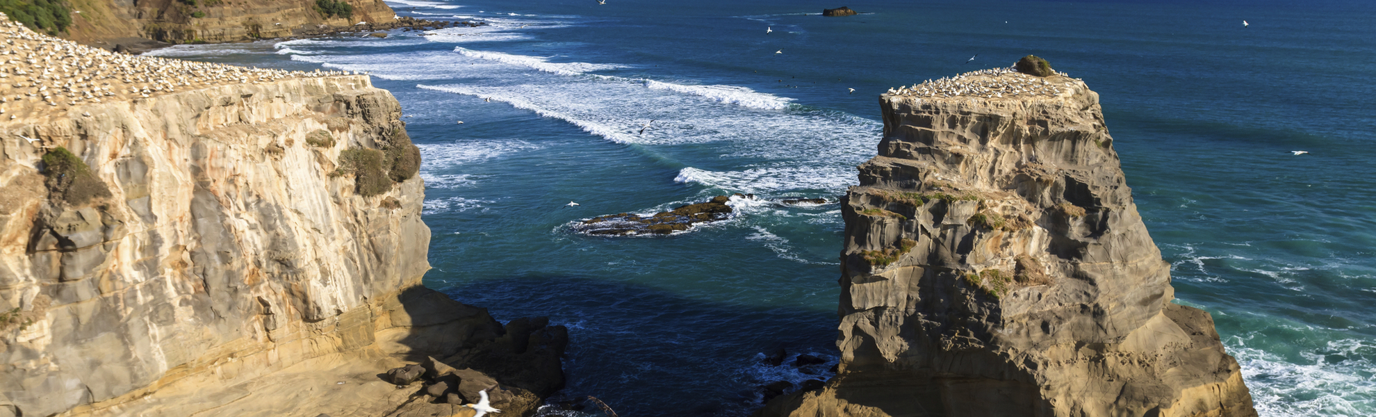 Felsige Küste Neuseelands bei Auckland