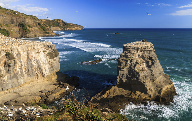 Felsige Küste Neuseelands bei Auckland