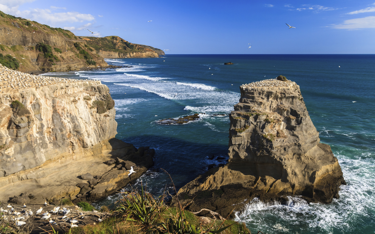 Felsige Küste Neuseelands bei Auckland