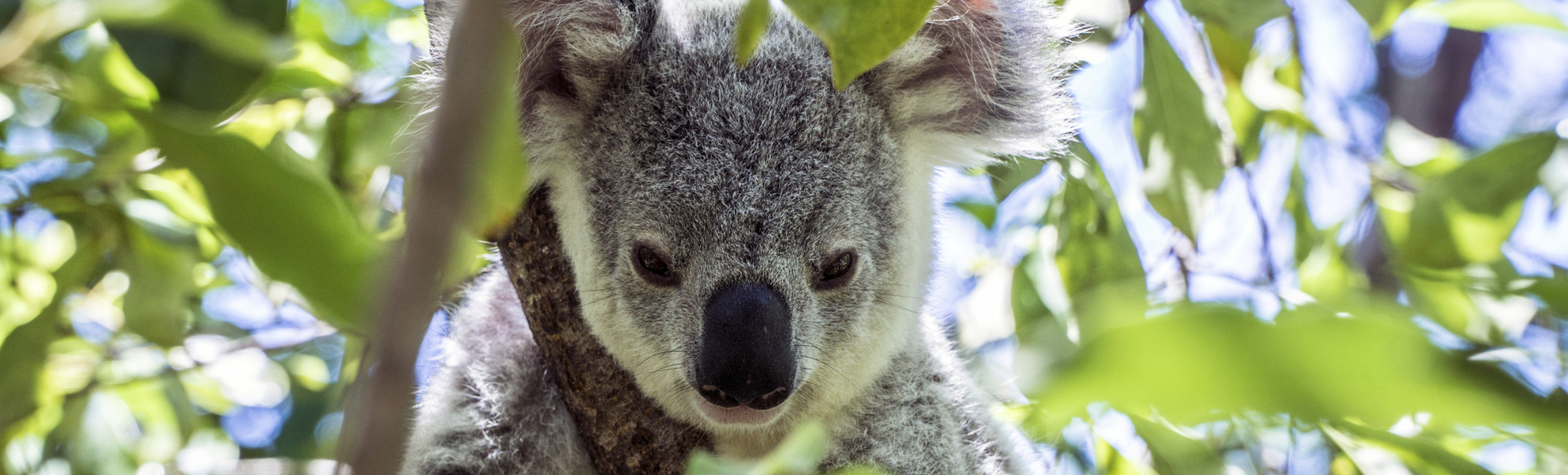Koalabär auf Magnetic Islands, Australien
