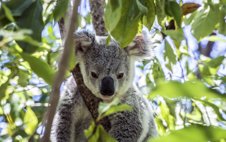 Koalabär auf Magnetic Islands, Australien