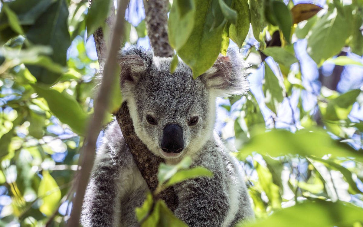 Koalabär auf Magnetic Islands, Australien