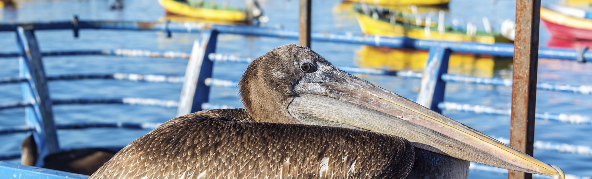 Braunpelikan am Hafen von Coquimbo, Chile