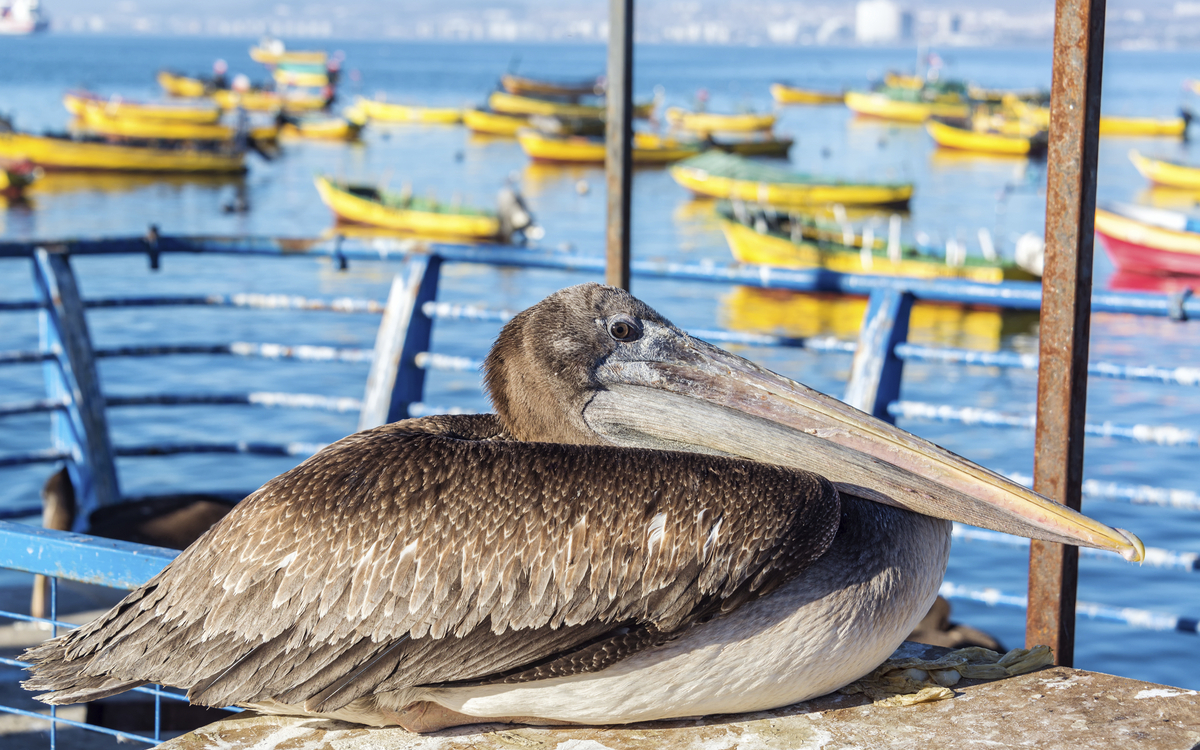 Braunpelikan am Hafen von Coquimbo, Chile