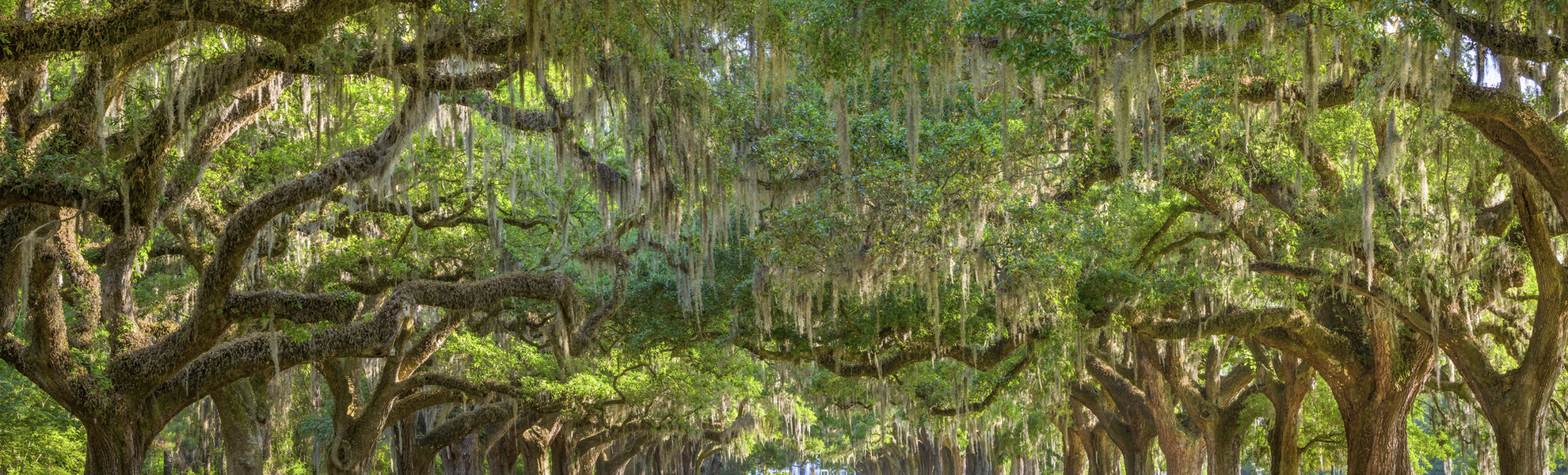 Eichen-Allee in der Boon Hall Plantage bei Charlestown, USA