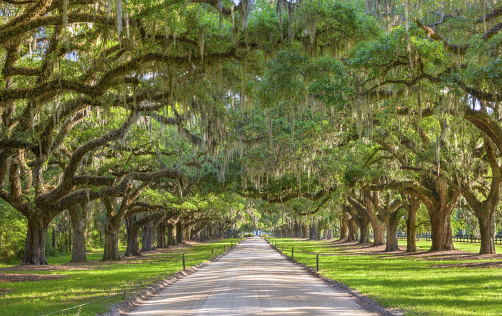 Eichen-Allee in der Boon Hall Plantage bei Charlestown, USA