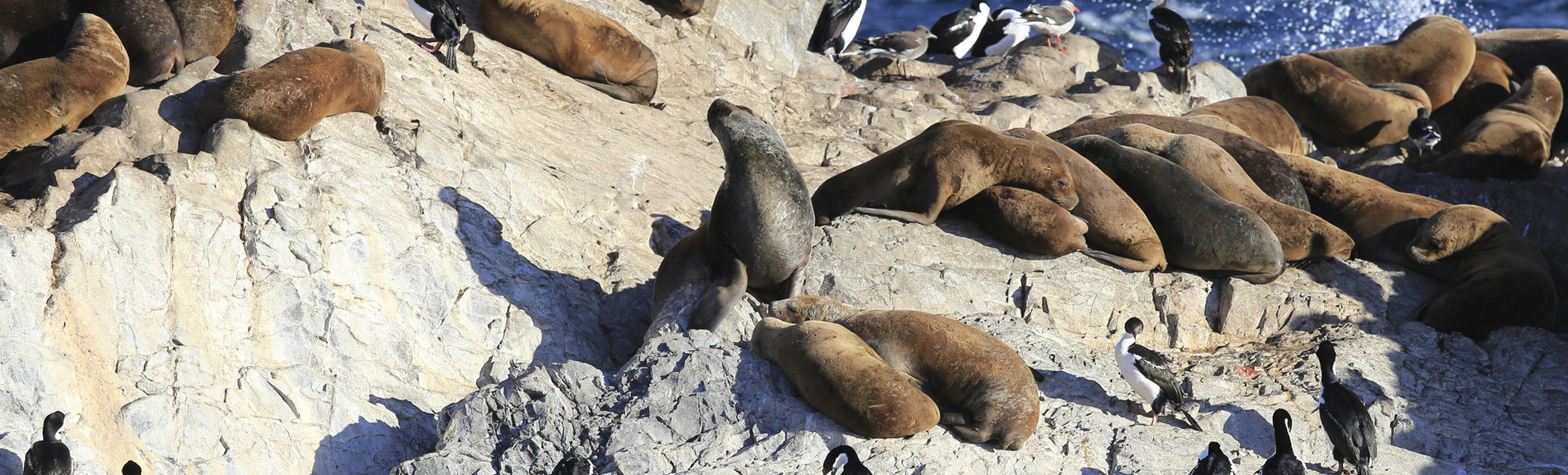 Robben auf Steinen in der Sonne