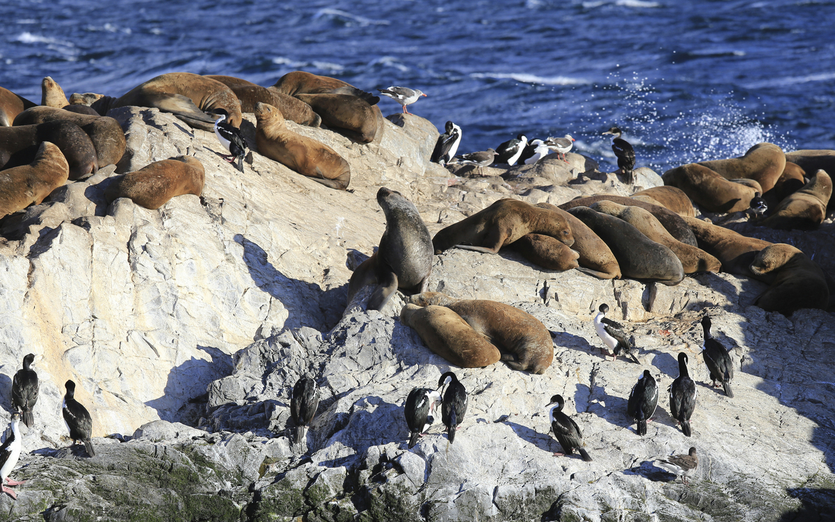 Robben auf Steinen in der Sonne