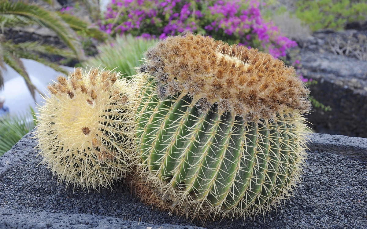 Kleiner Kaktus aus Arrecife auf Lanzarote, Spanien