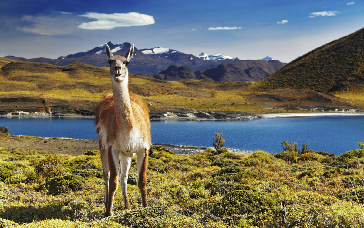 Lama im Nationalpark Torres del Paine, Chile