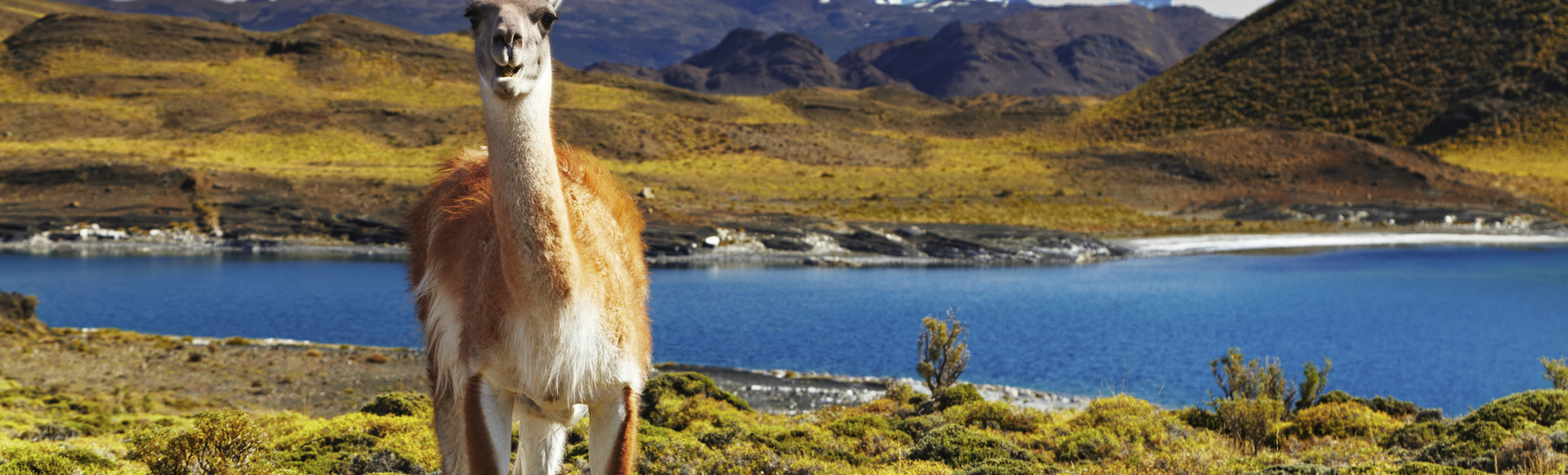 Lama im Nationalpark Torres del Paine, Chile