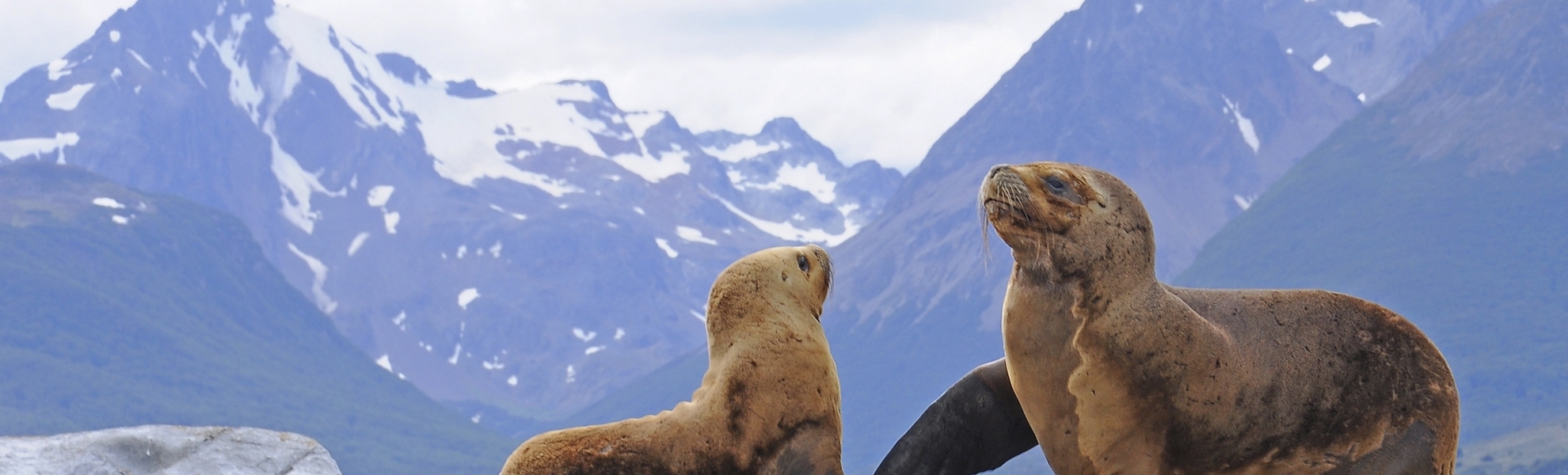 Seelöwen spielen auf einem Felsen im Beaglekanal, Argentinien