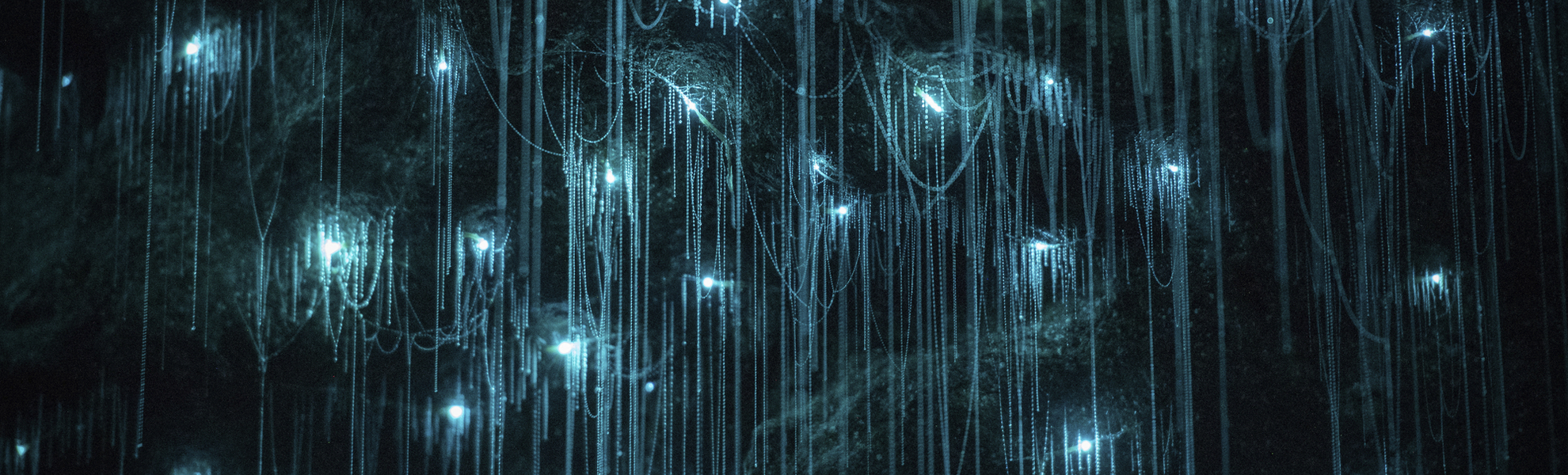 Gluehwuermchen in der Hoehle von Waimoto, Neuseeland