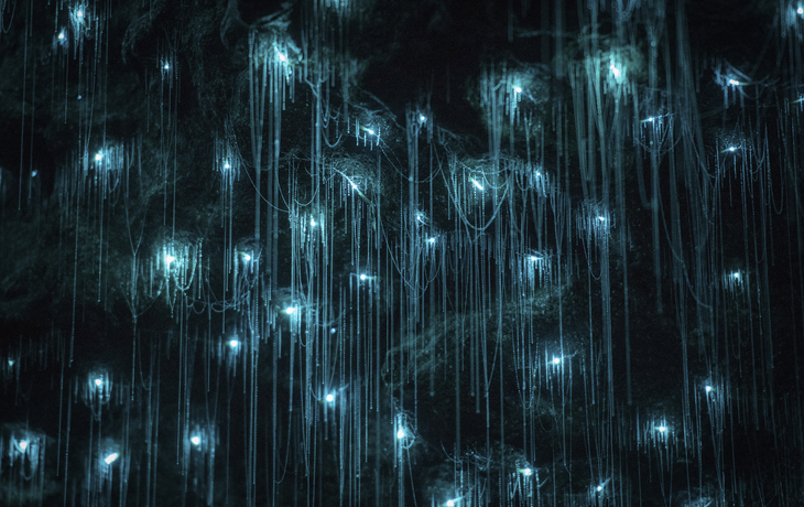 Gluehwuermchen in der Hoehle von Waimoto, Neuseeland