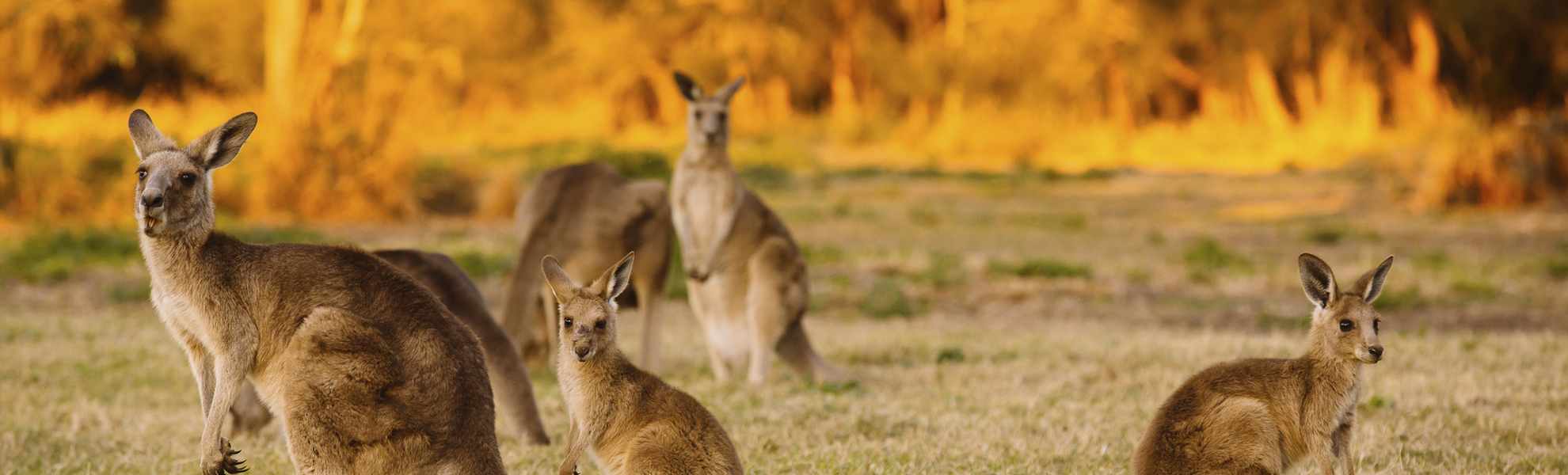 australische Kängurus