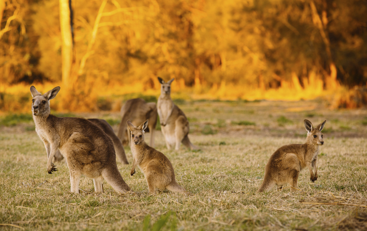 australische Kängurus