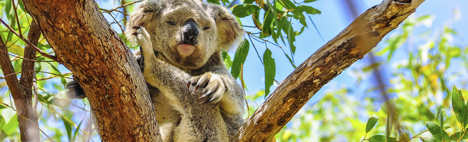 Koala auf einem Baum in Australien