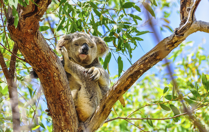Koala auf einem Baum in Australien