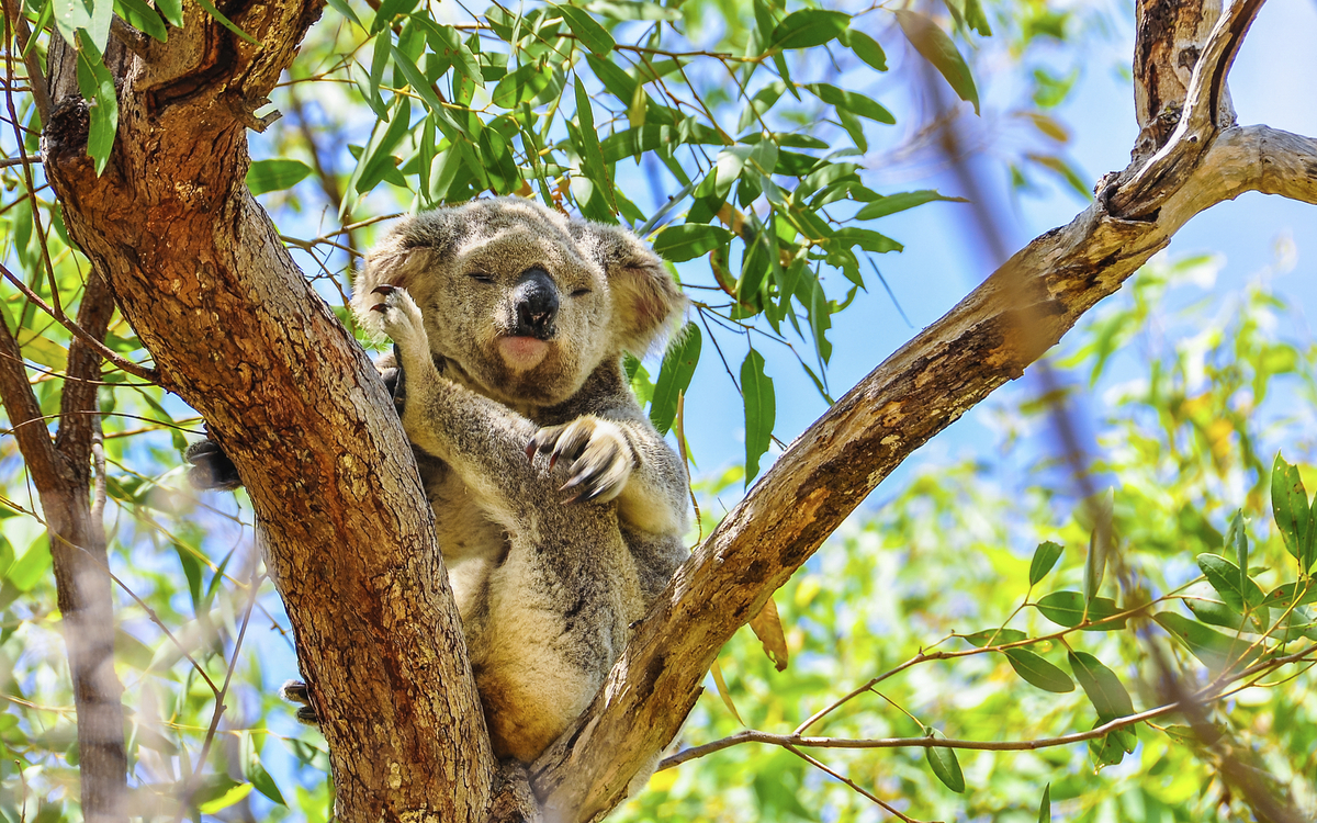 Koala auf einem Baum in Australien