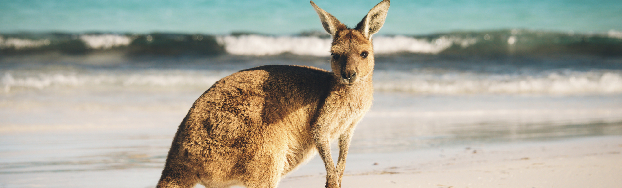 Kanguru am Strand in Esperance, Australien