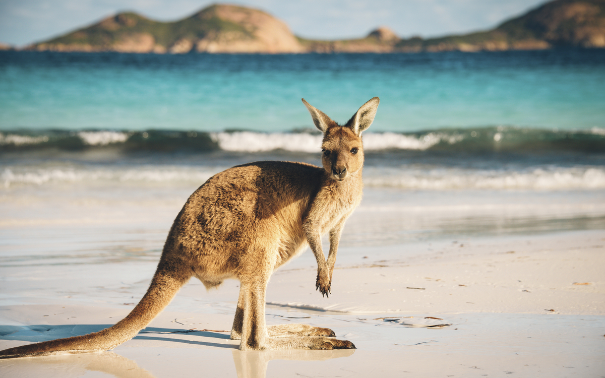 Kanguru am Strand in Esperance, Australien
