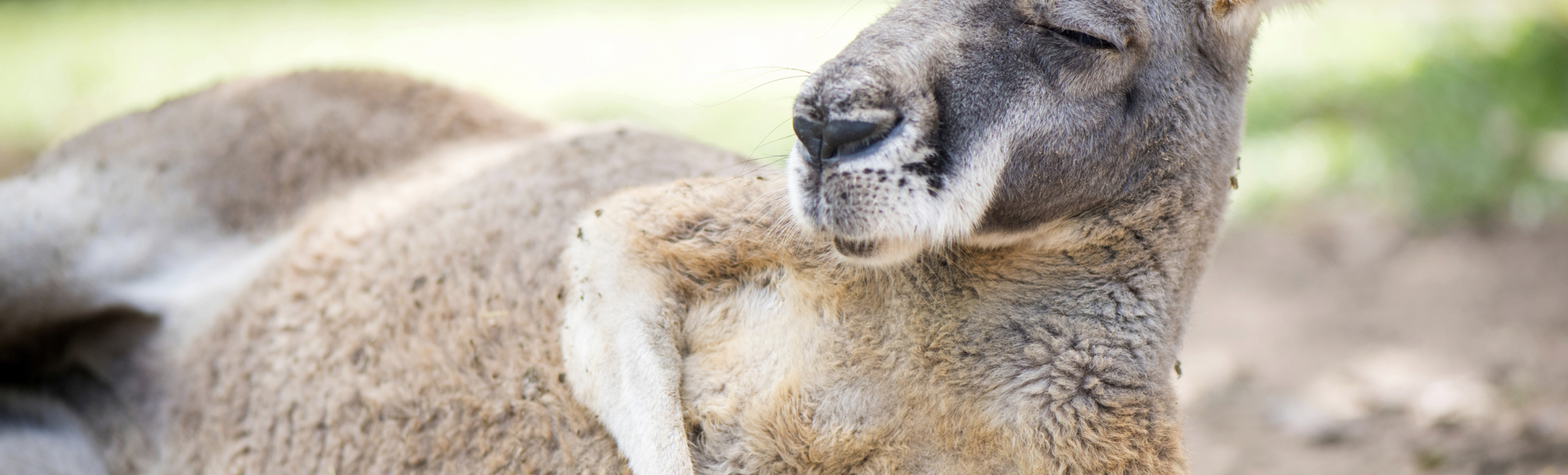 Känguru mit entspannter Pose in Australien