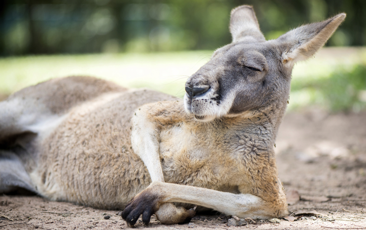 Känguru mit entspannter Pose in Australien