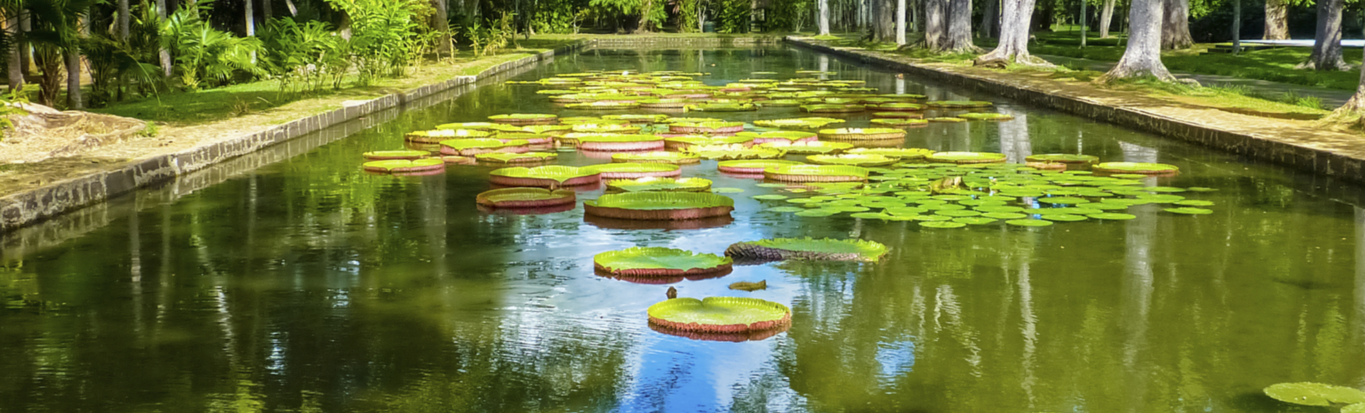 Port Louis, Botanischer Garten
