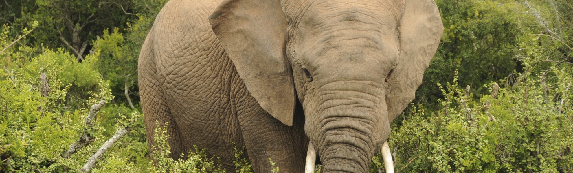 Elefant in Port Elizabeth, Südafrika