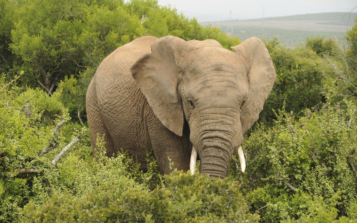 Elefant in Port Elizabeth, Südafrika
