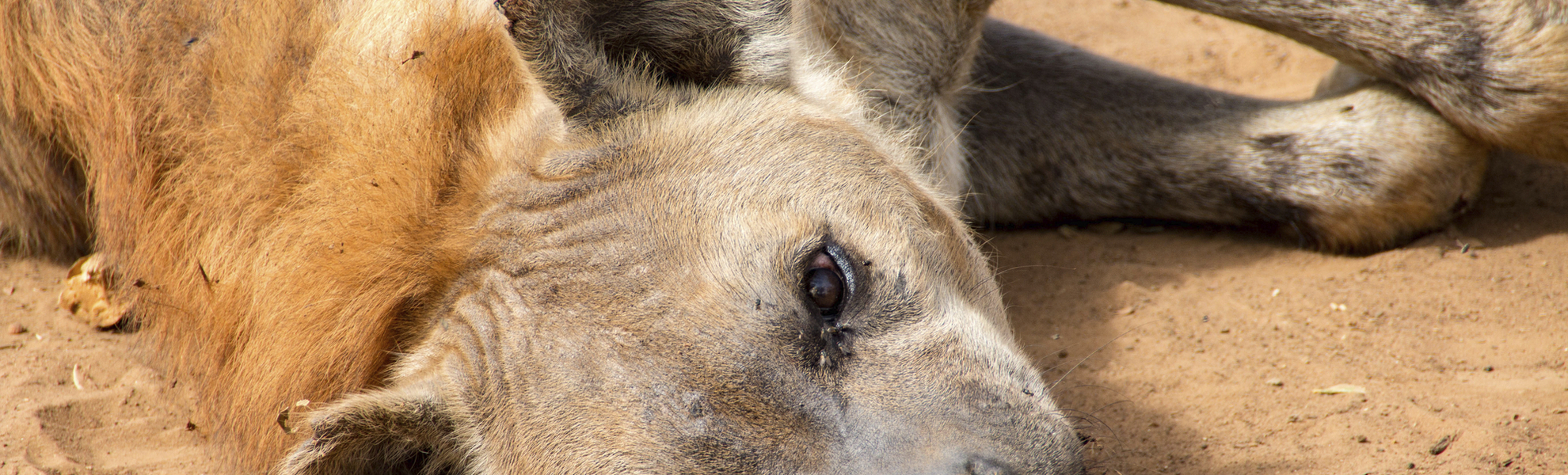 Hyäne im Bandia Naturreservat in Dakar, Senegal