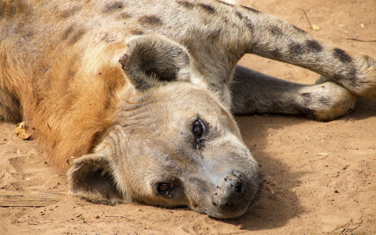 Hyäne im Bandia Naturreservat in Dakar, Senegal
