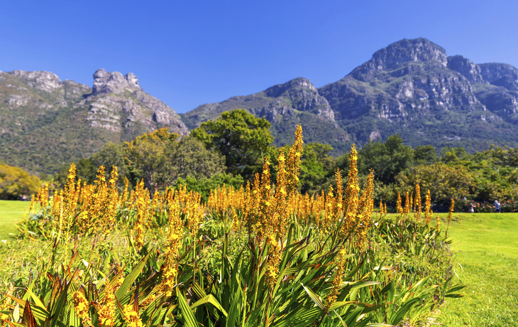 Botanischer Garten bei Kapstadt, Suedafrika