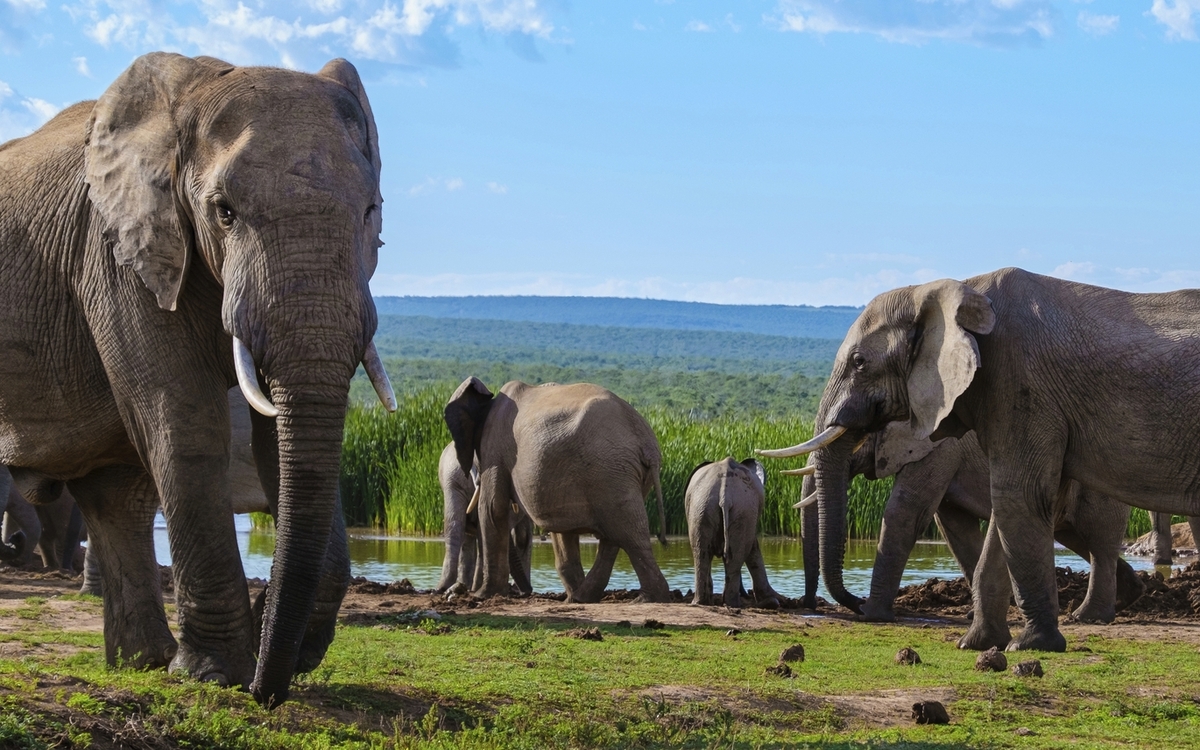 Addo Elefantenpark