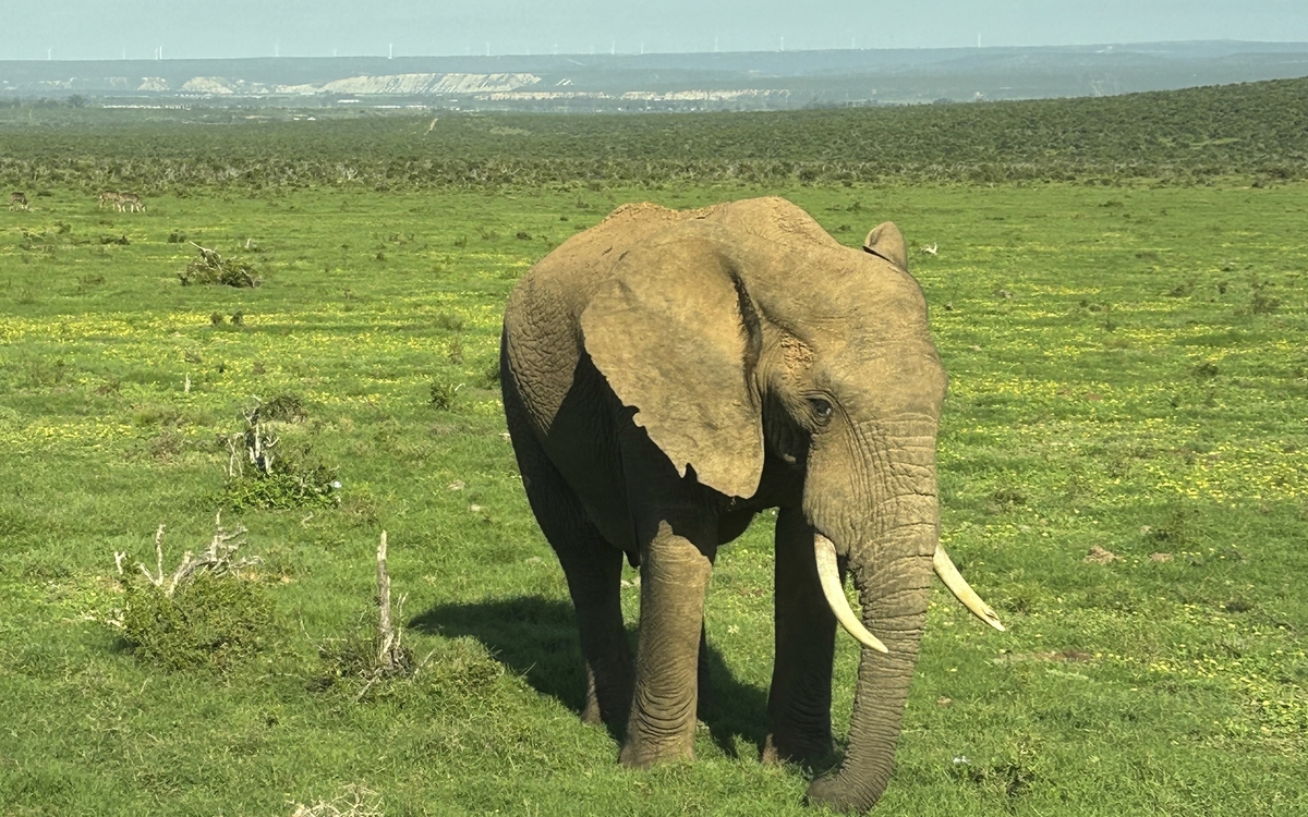Addo Elefantenpark