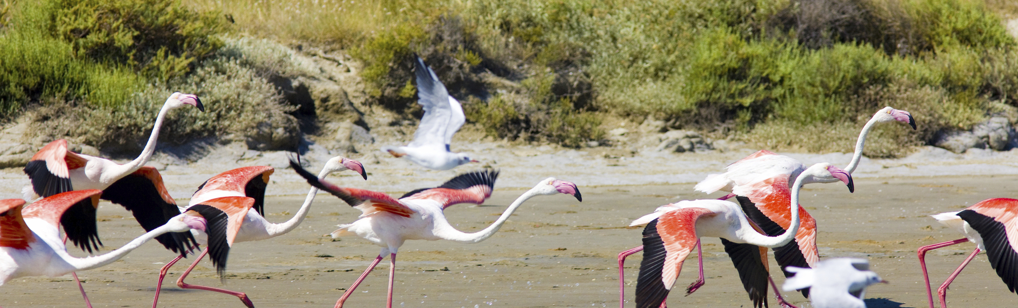 Flamingos in der Camargue, Frankreich