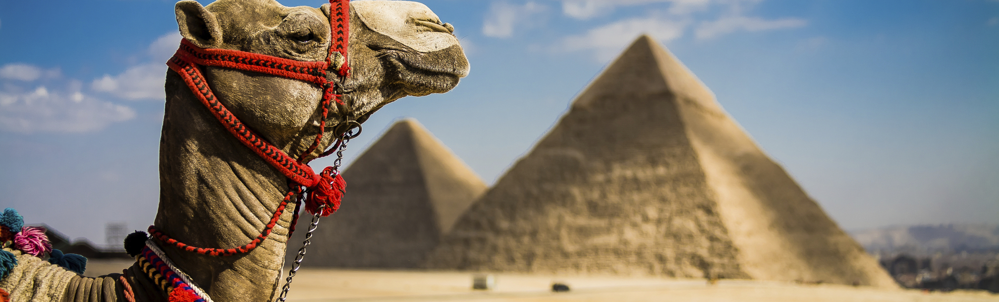 Kamel vor den Pyramiden von Gizeh in Ägypten