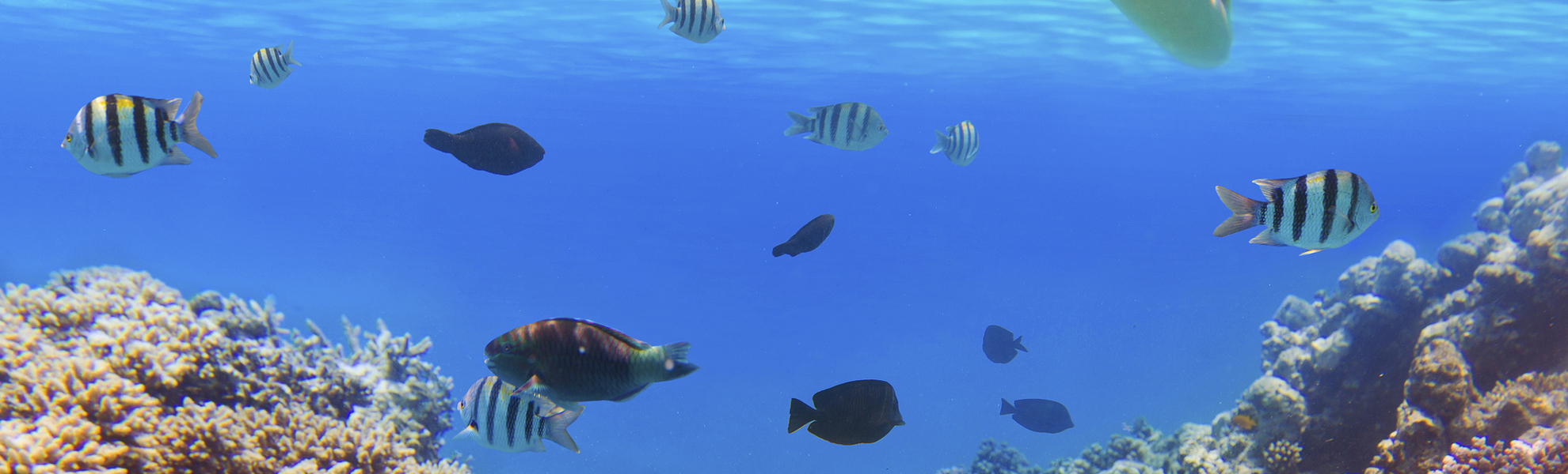 Frau schnorchelt mit bunten Fischen und Korallen im Meer