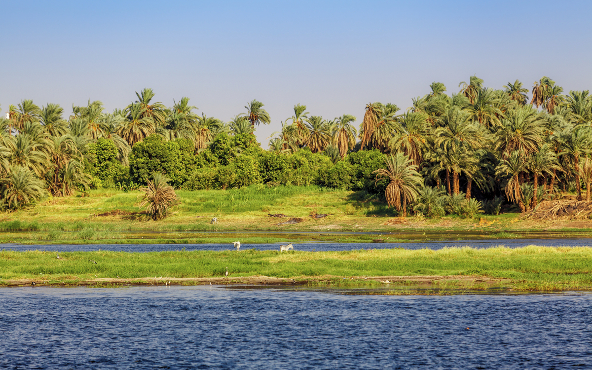Esel auf einer Weide am Nilufer in Ägypten