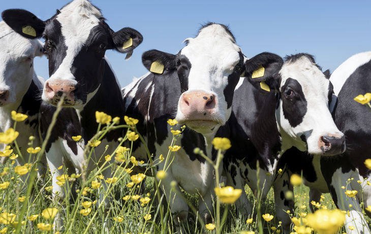 Kühe auf Blumenwiese