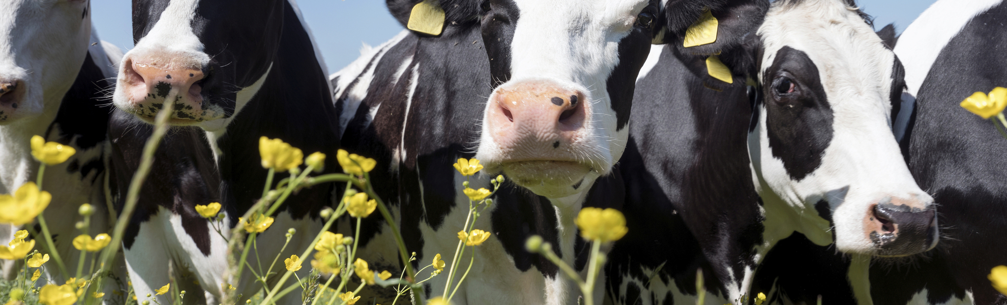 Kühe auf Blumenwiese