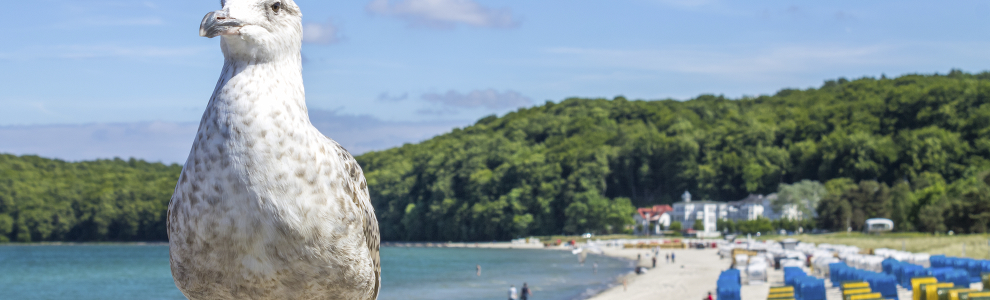 Moewe am Strand von Binz, Deutschland