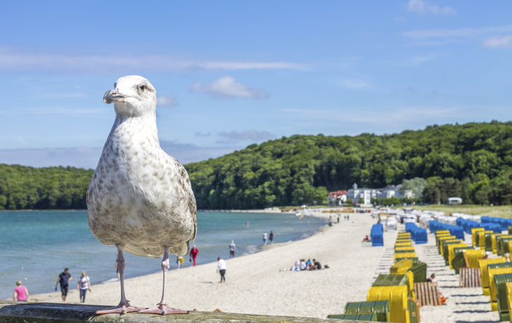 Moewe am Strand von Binz, Deutschland