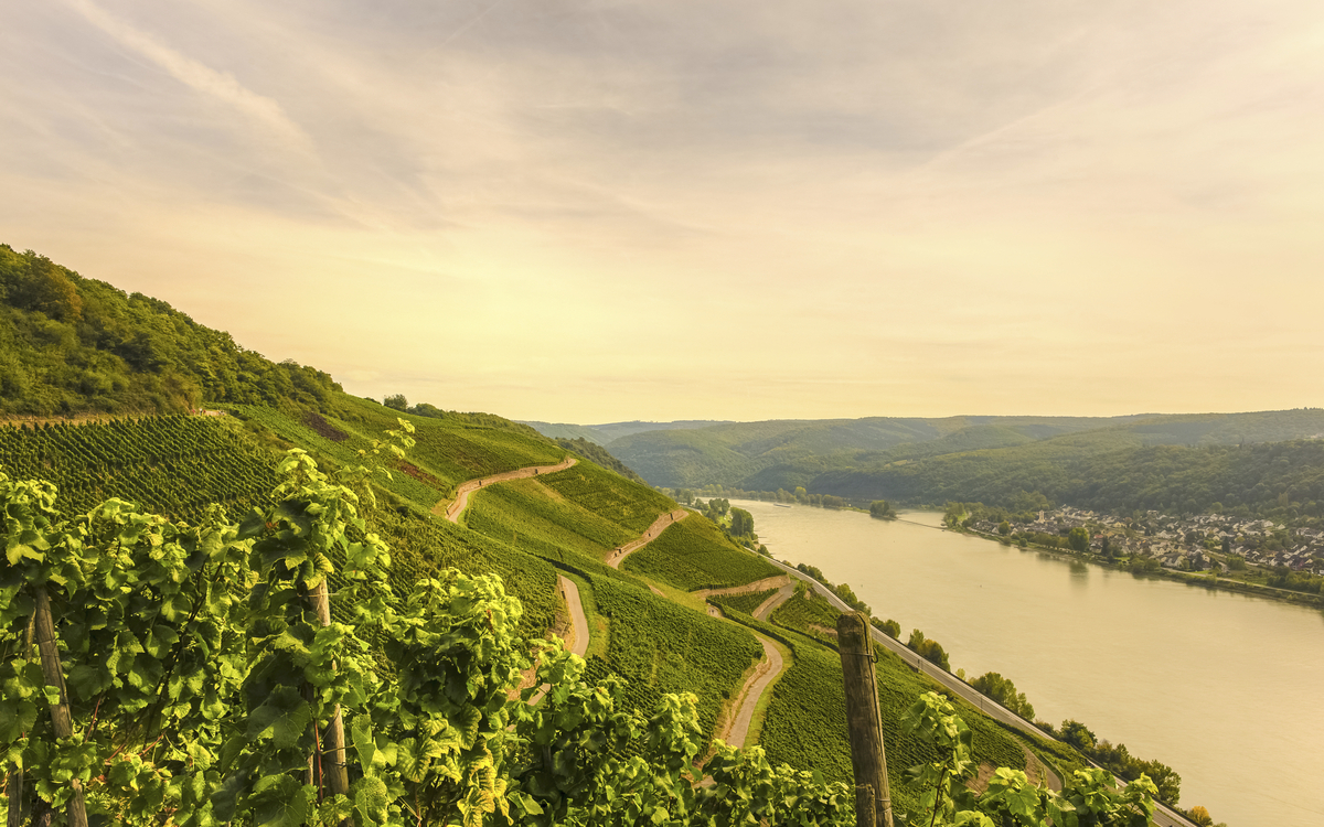 Dämmerung über Weinbergen, Deutschland
