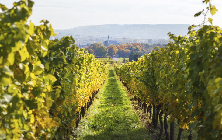 Weinberge an der Mosel, Deutschland