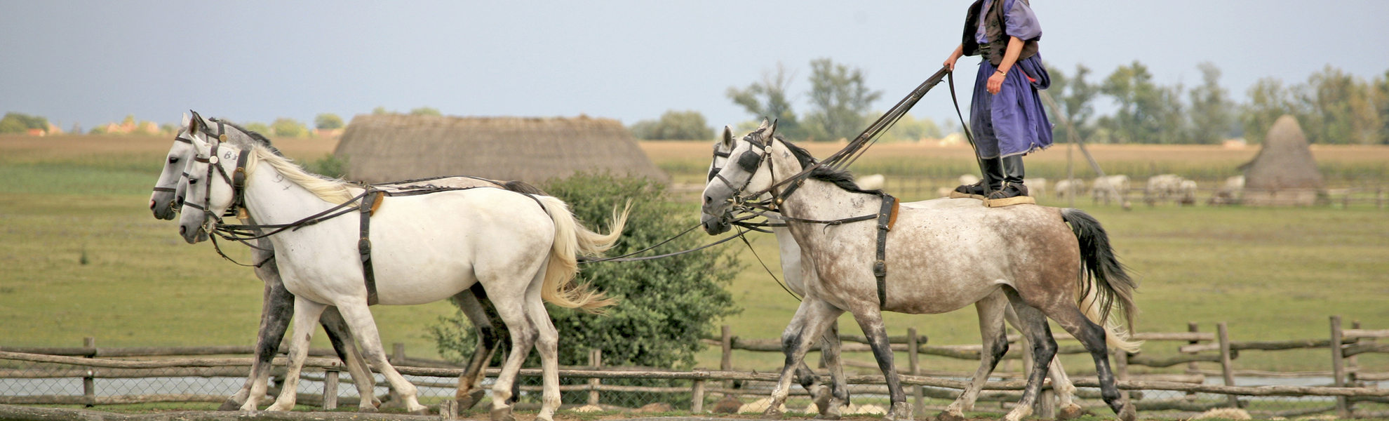 Reitvorführung in Kalocsa, Ungarn
