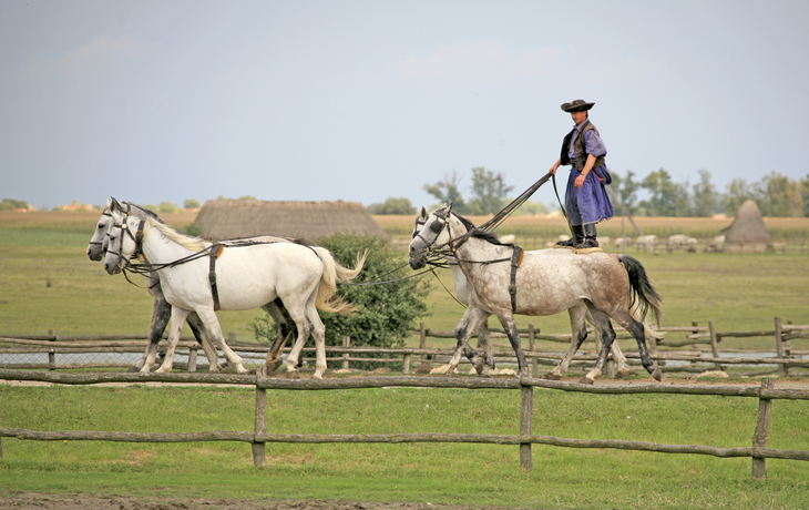 Reitvorführung in Kalocsa, Ungarn