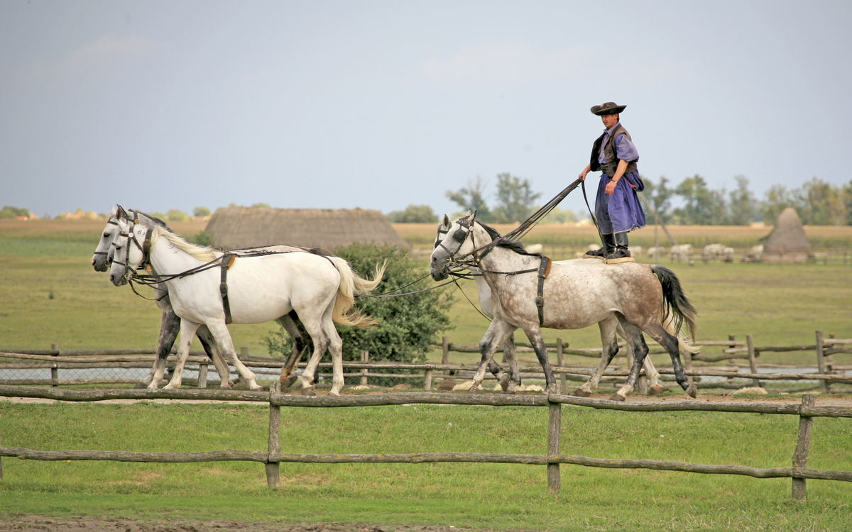Reitvorführung in Kalocsa, Ungarn