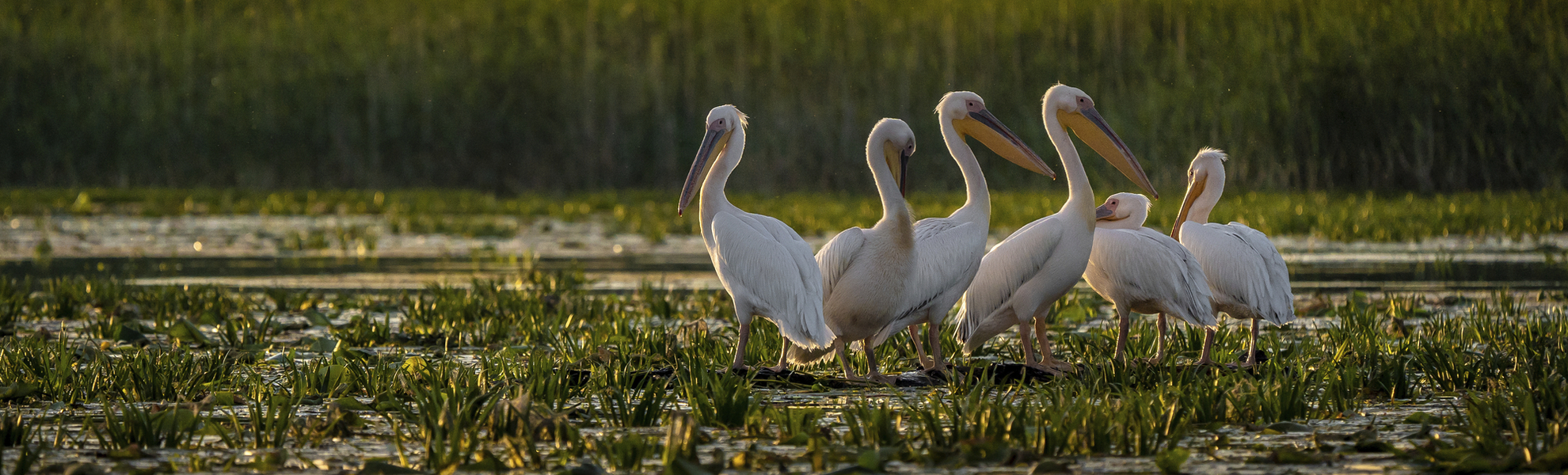 Pelikane im Donaudelta, Rumänien